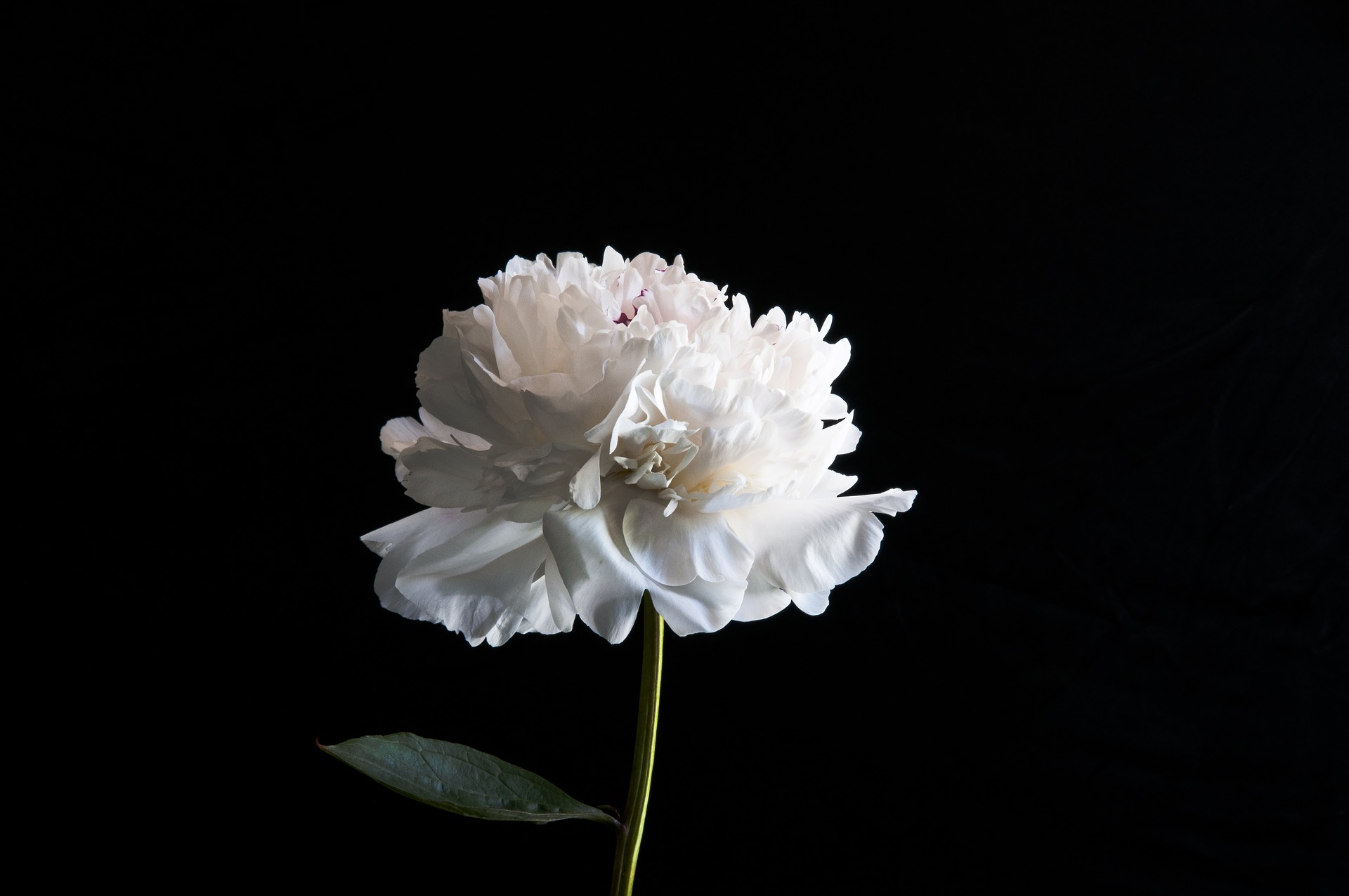 minimalist flower | Atlas